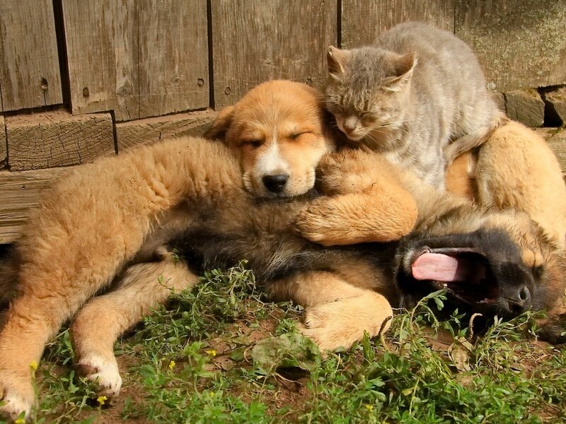 Puppies and Cat Sleeping