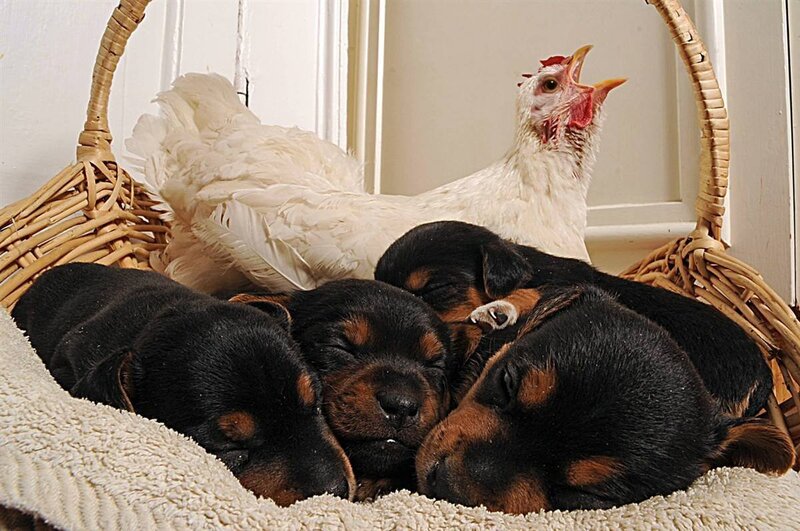 Puppies and Chicken in Basket