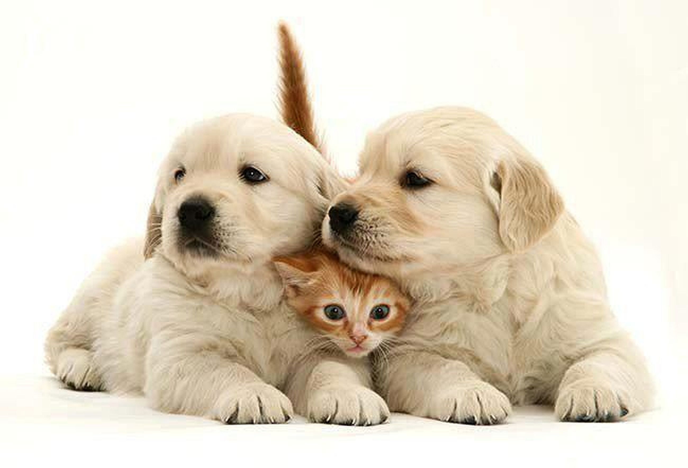 Puppies and kitten cuddling