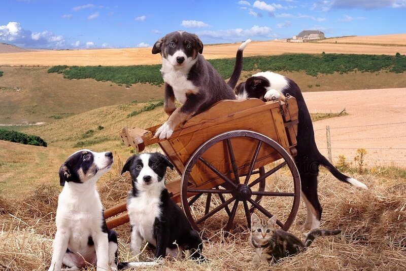 Puppies and Kitten in Cart
