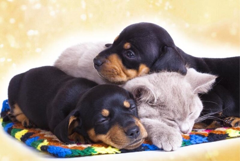 Puppies and Kitten Sleeping
