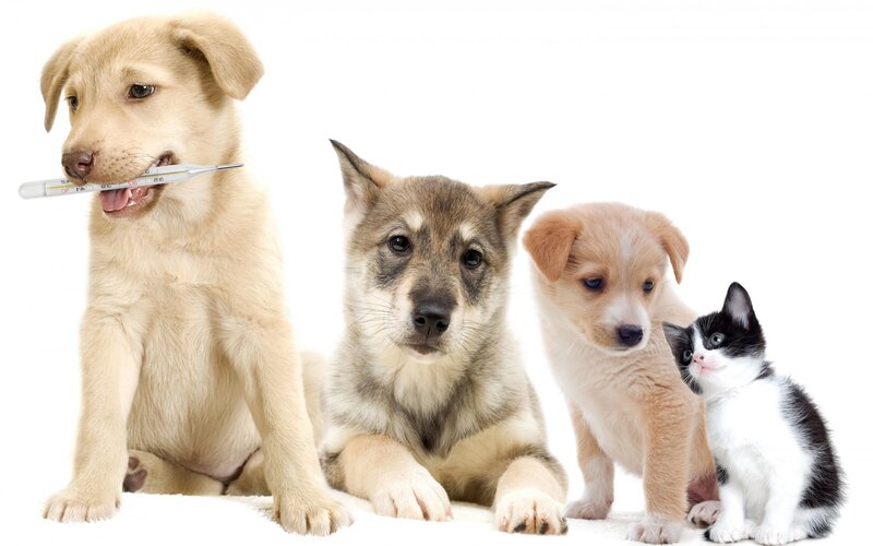 Puppies and Kitten — White