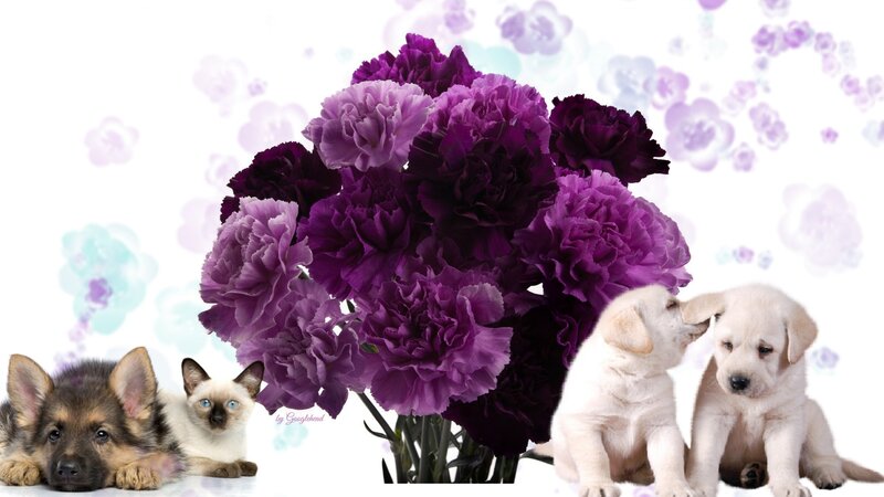 Puppies and Kitten with Flowers