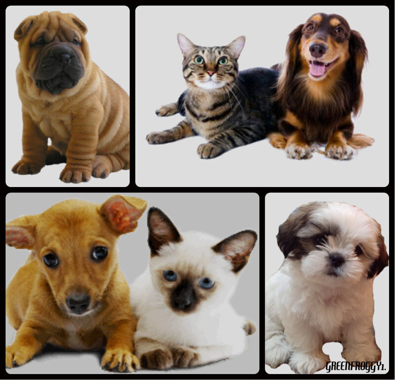 Puppies and Kittens Collage
