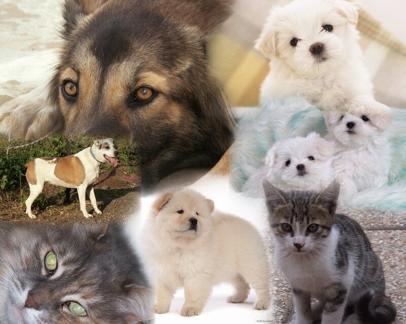 Puppies and Kittens Collage — White, Calm