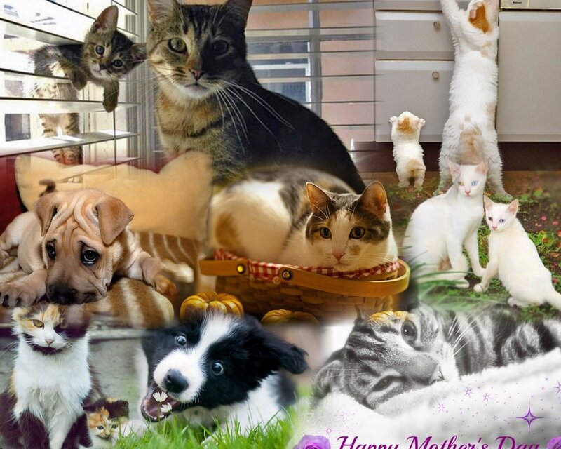 Puppies and Kittens Collage — White, Happy