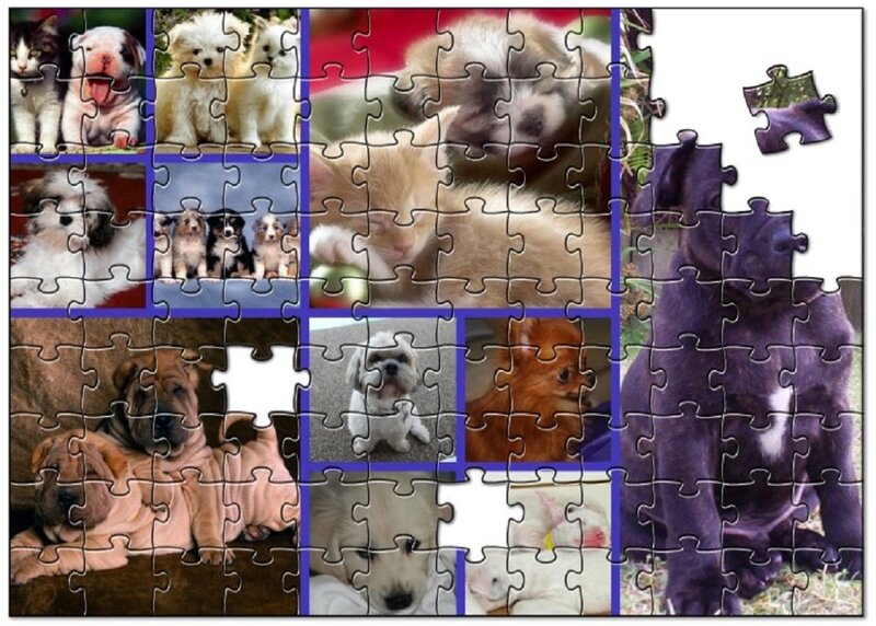 Puppies and Kittens Collage — White