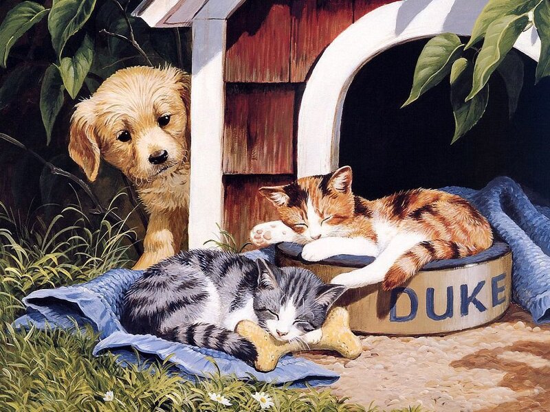 Puppies and kittens sleeping peacefully