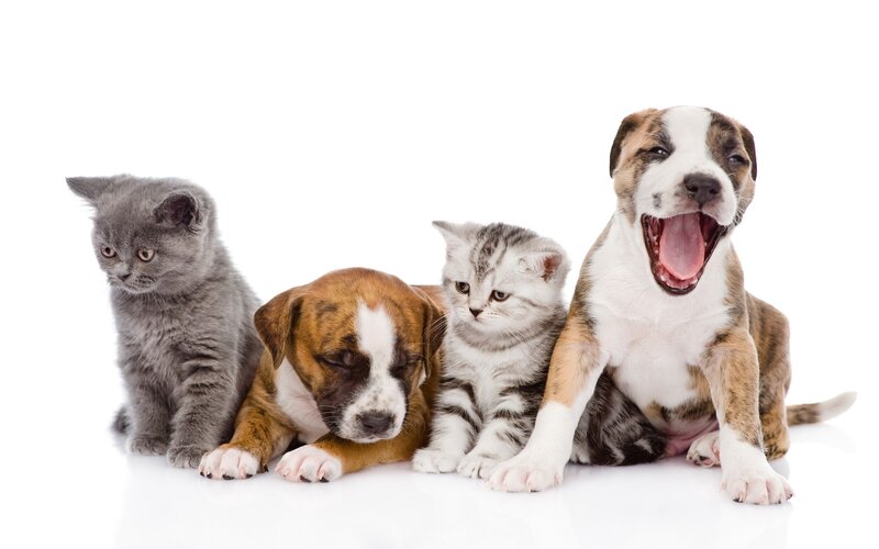 Puppies and Kittens
