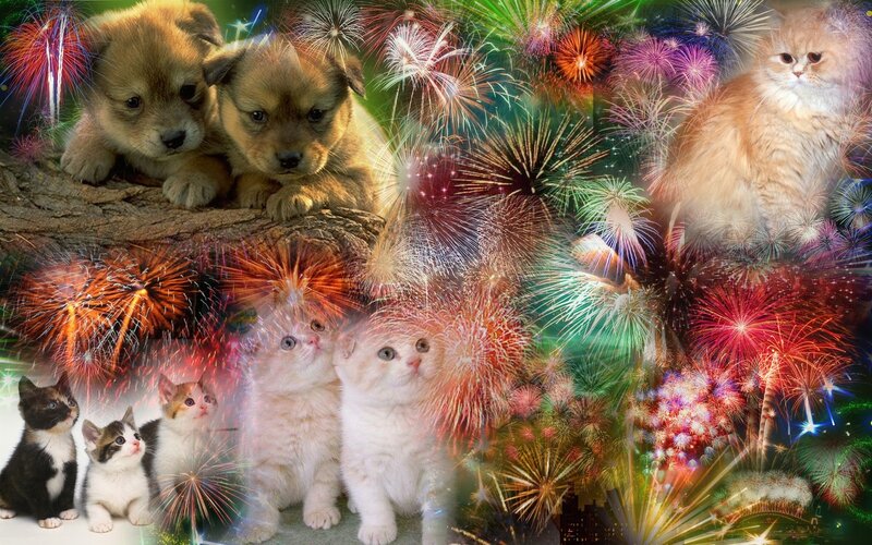Puppies and Kittens with Fireworks
