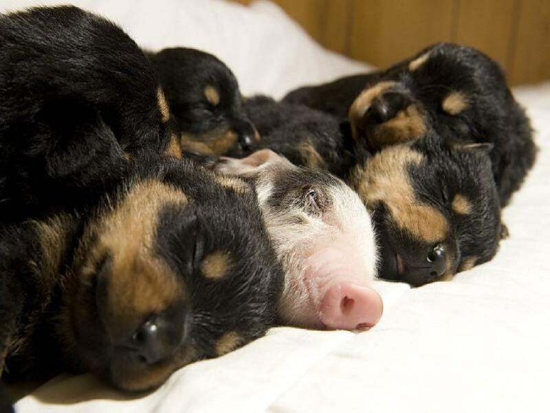 Puppies and Piglet — Black