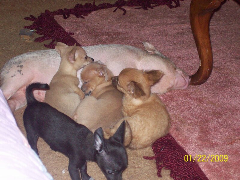 Puppies and piglet sleeping together