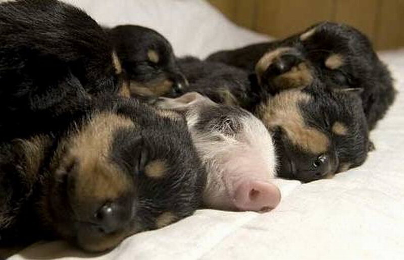 Puppies and Piglet