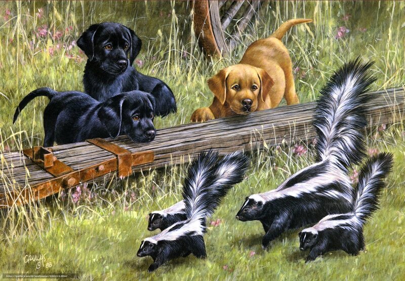 Puppies and skunks in a field