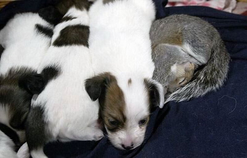Puppies and Squirrel