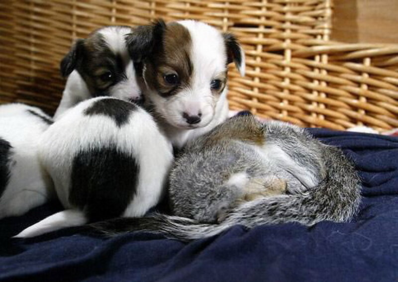 Puppies and Squirrel — White