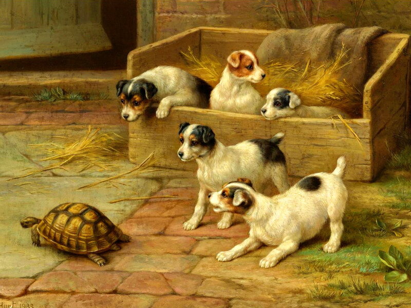 Puppies and Turtle