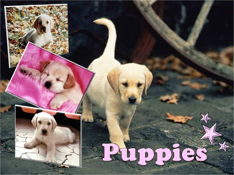 Puppies collage