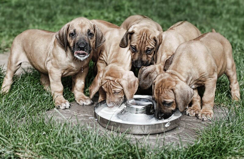 Puppies Drinking Milk