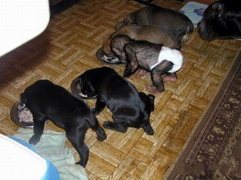 Puppies Eating Food — Brown