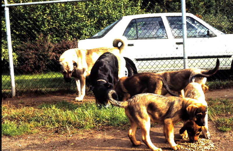 Puppies Eating Food