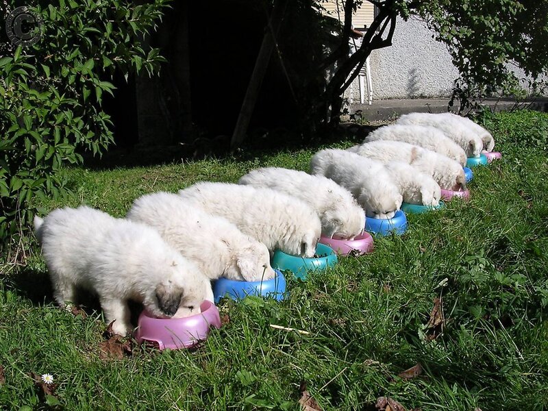 Puppies eating in a row