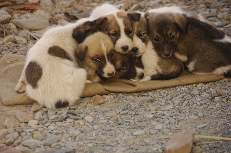 Puppies huddled together