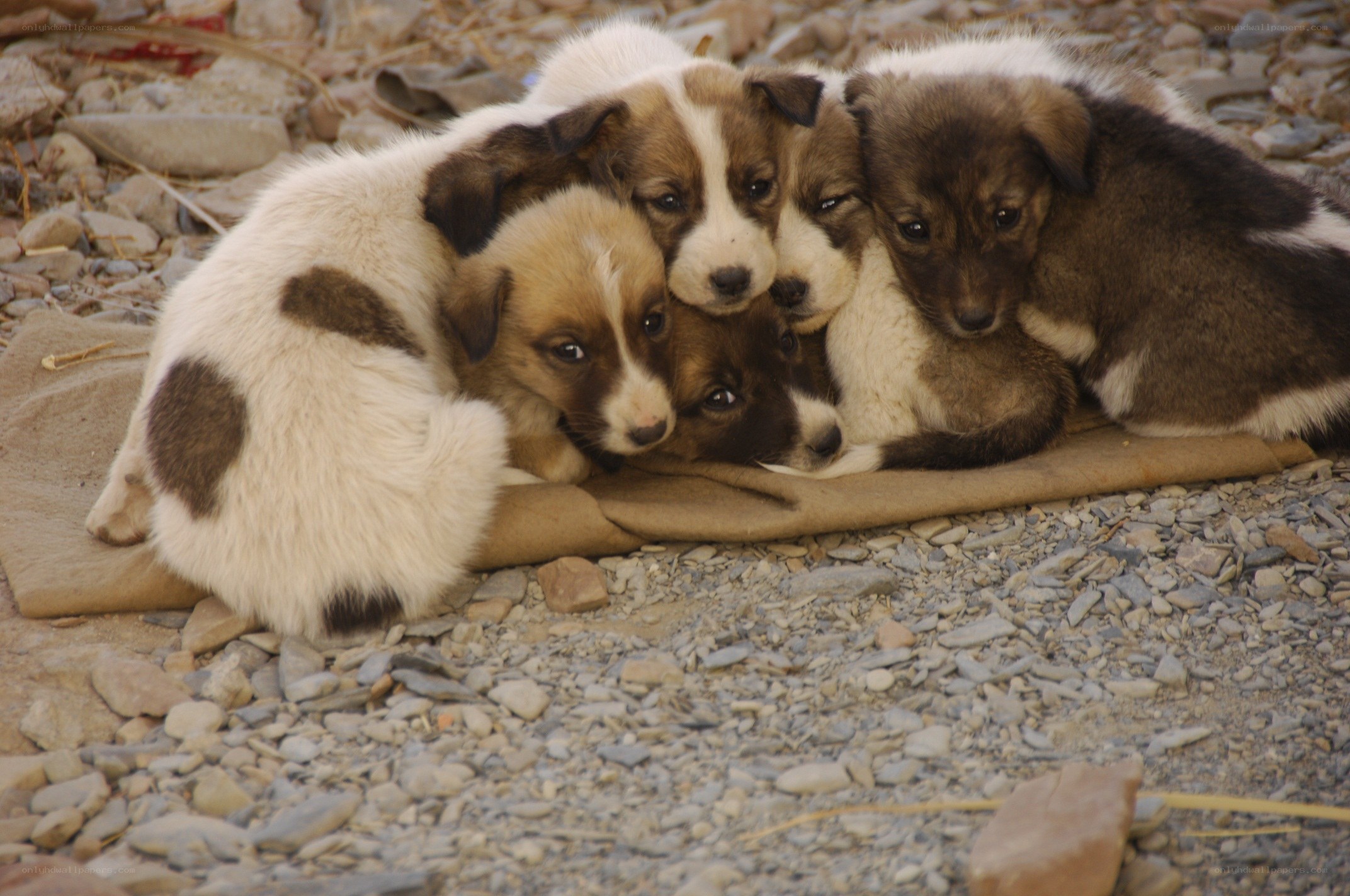 Puppies huddled together