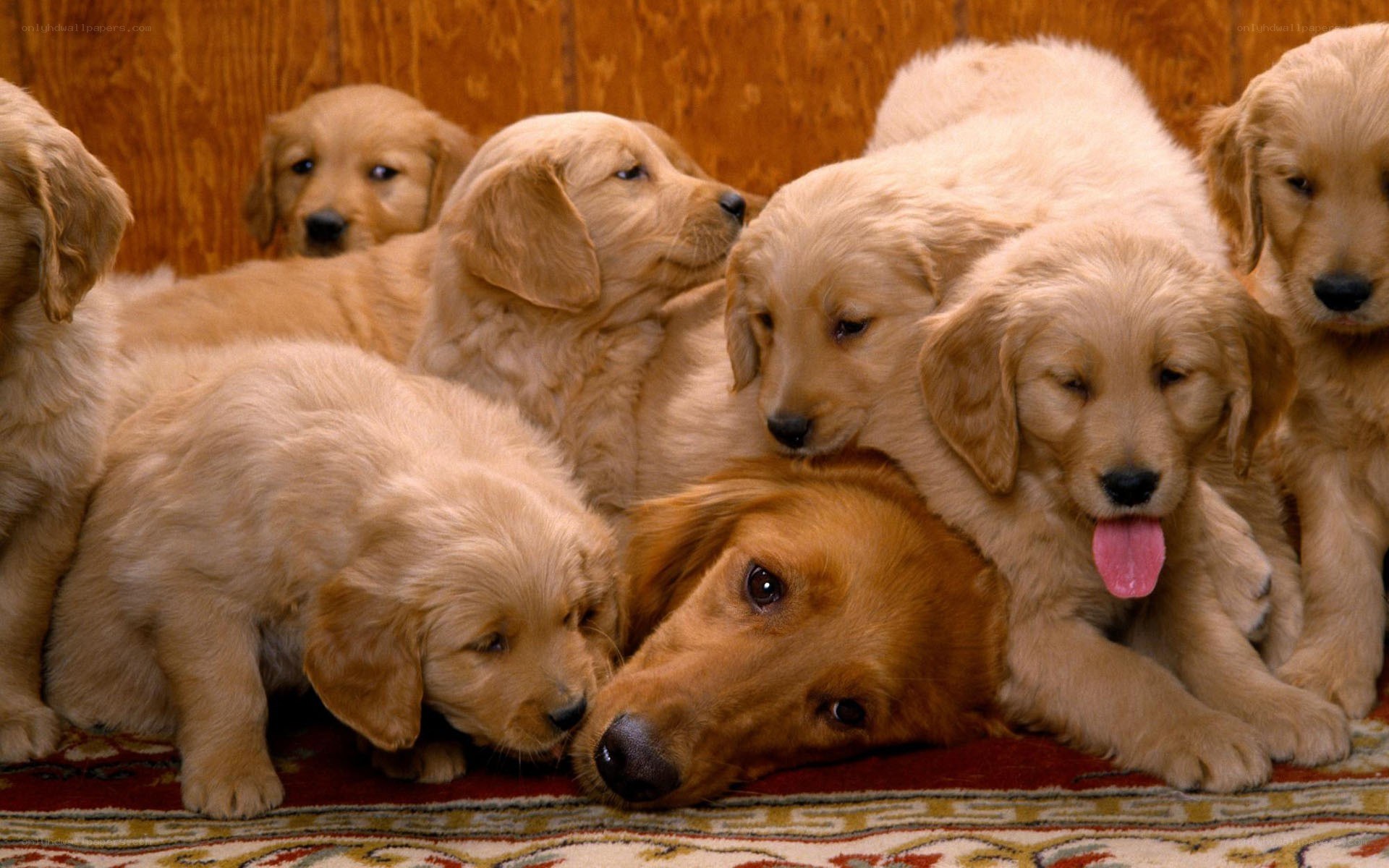Puppies huddled together