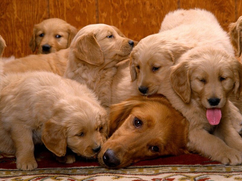 Puppies huddled together