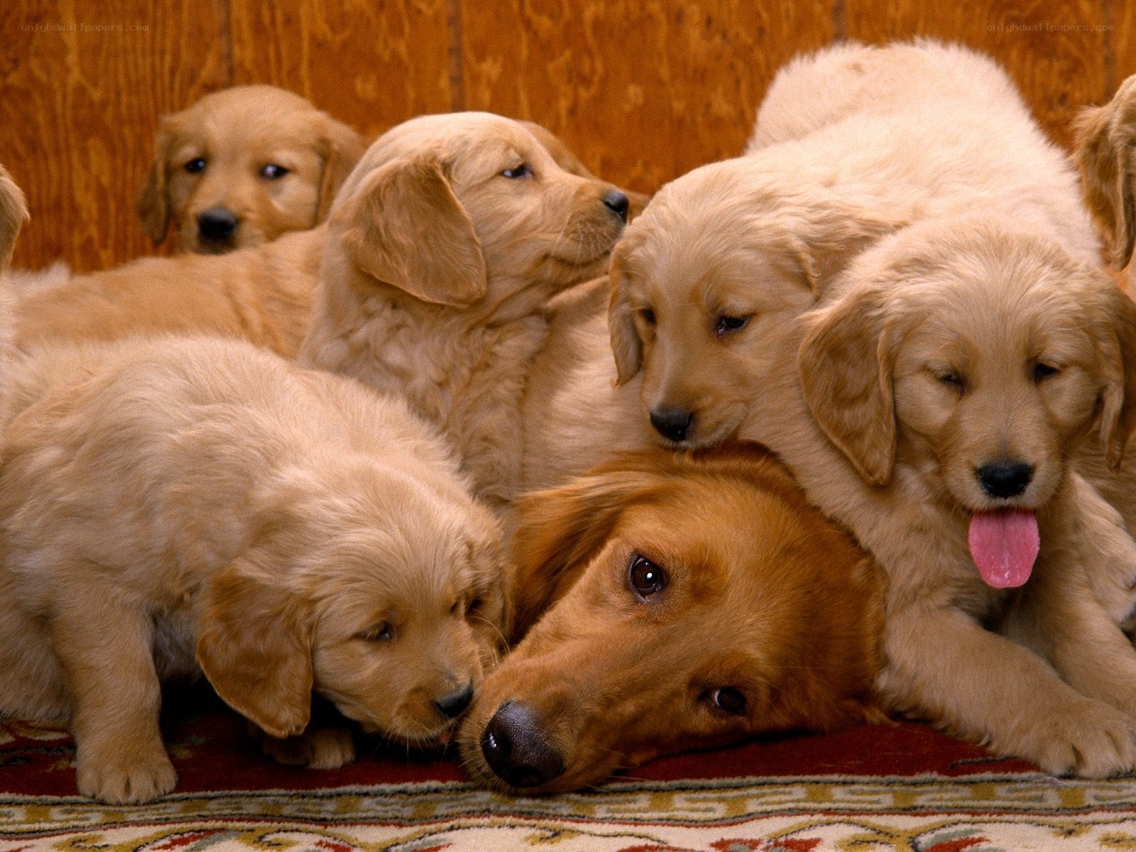 Puppies huddled together