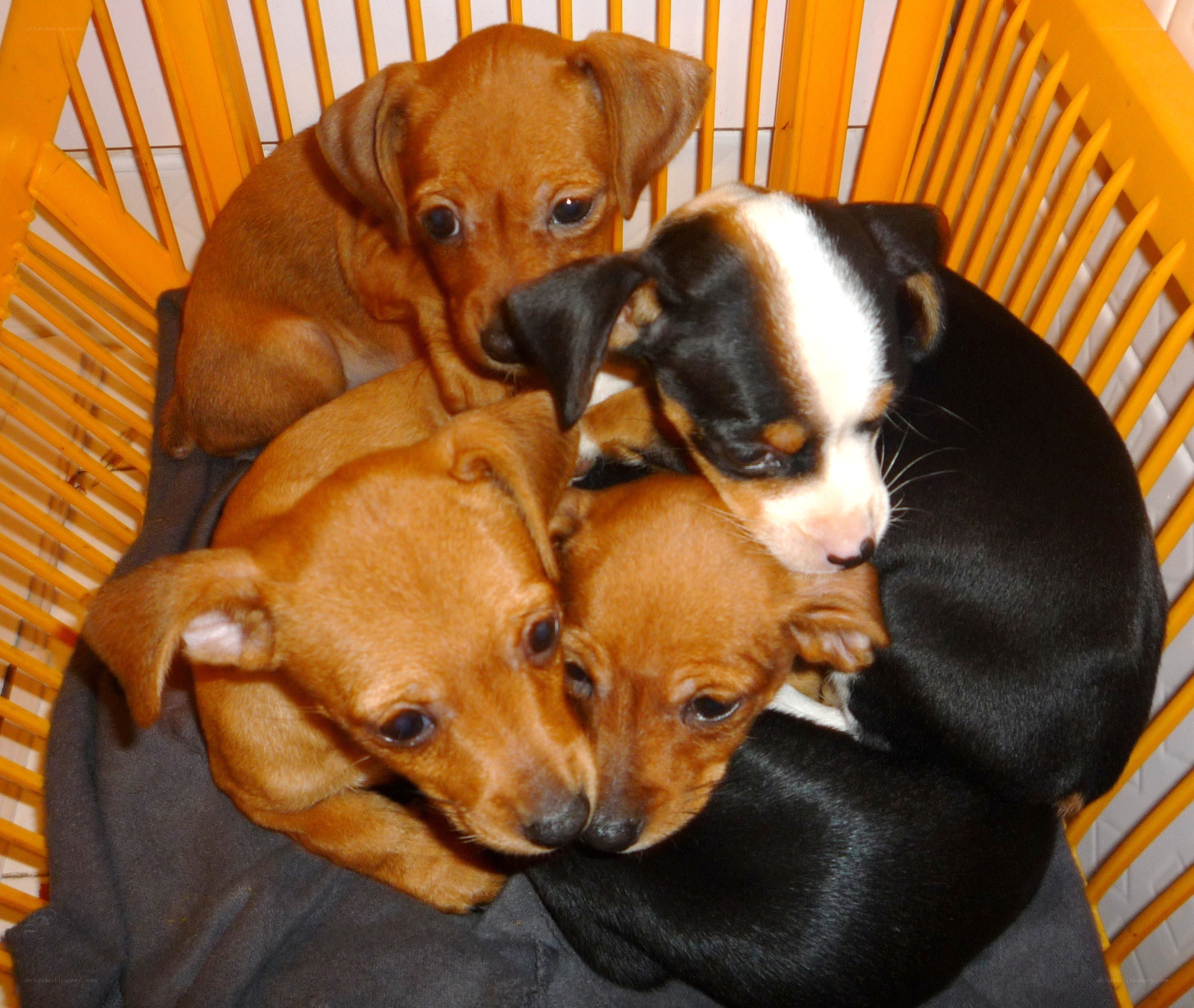 Puppies huddled together