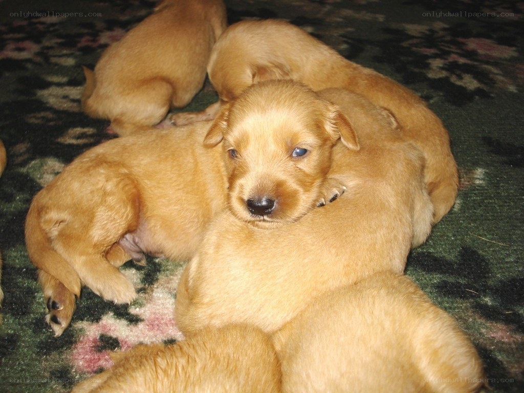 Puppies huddled together