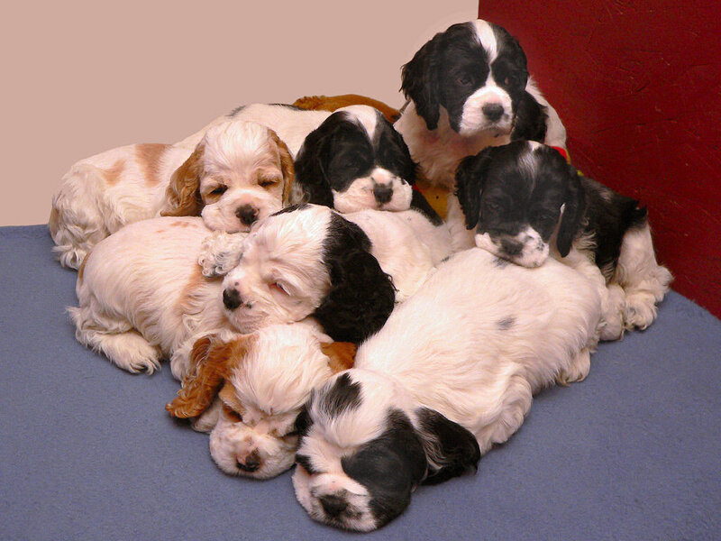 Puppies huddled together