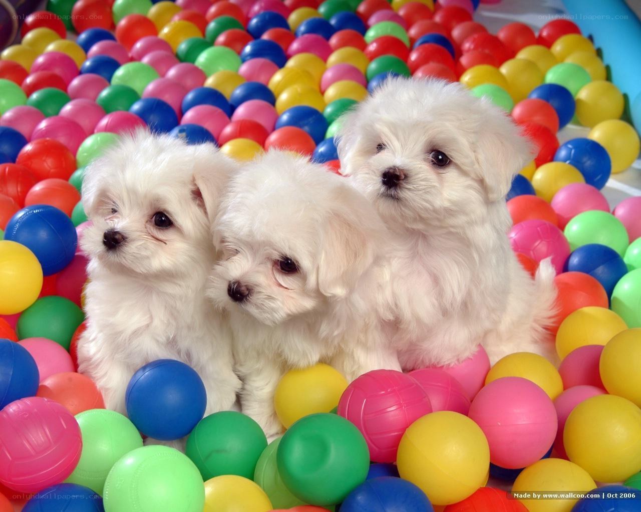Puppies in a ball pit