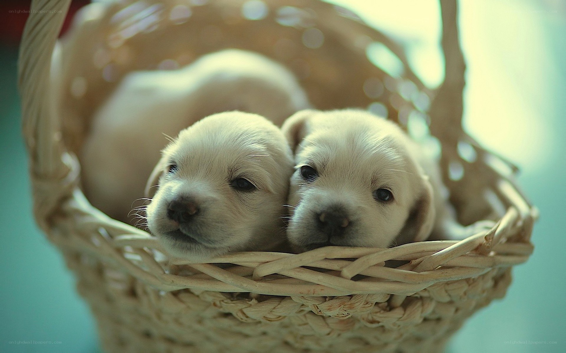 Puppies in a basket