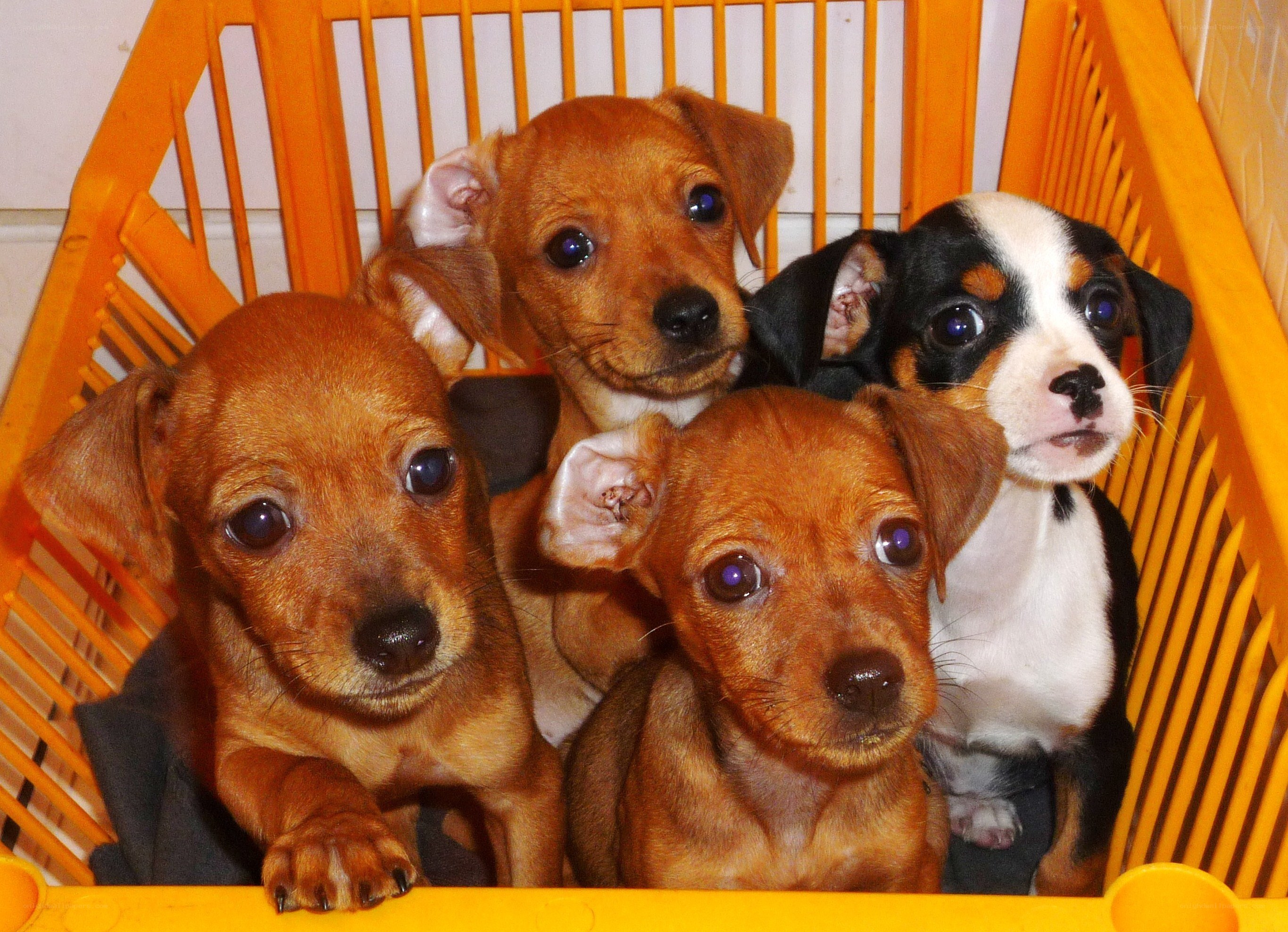 Puppies in a basket