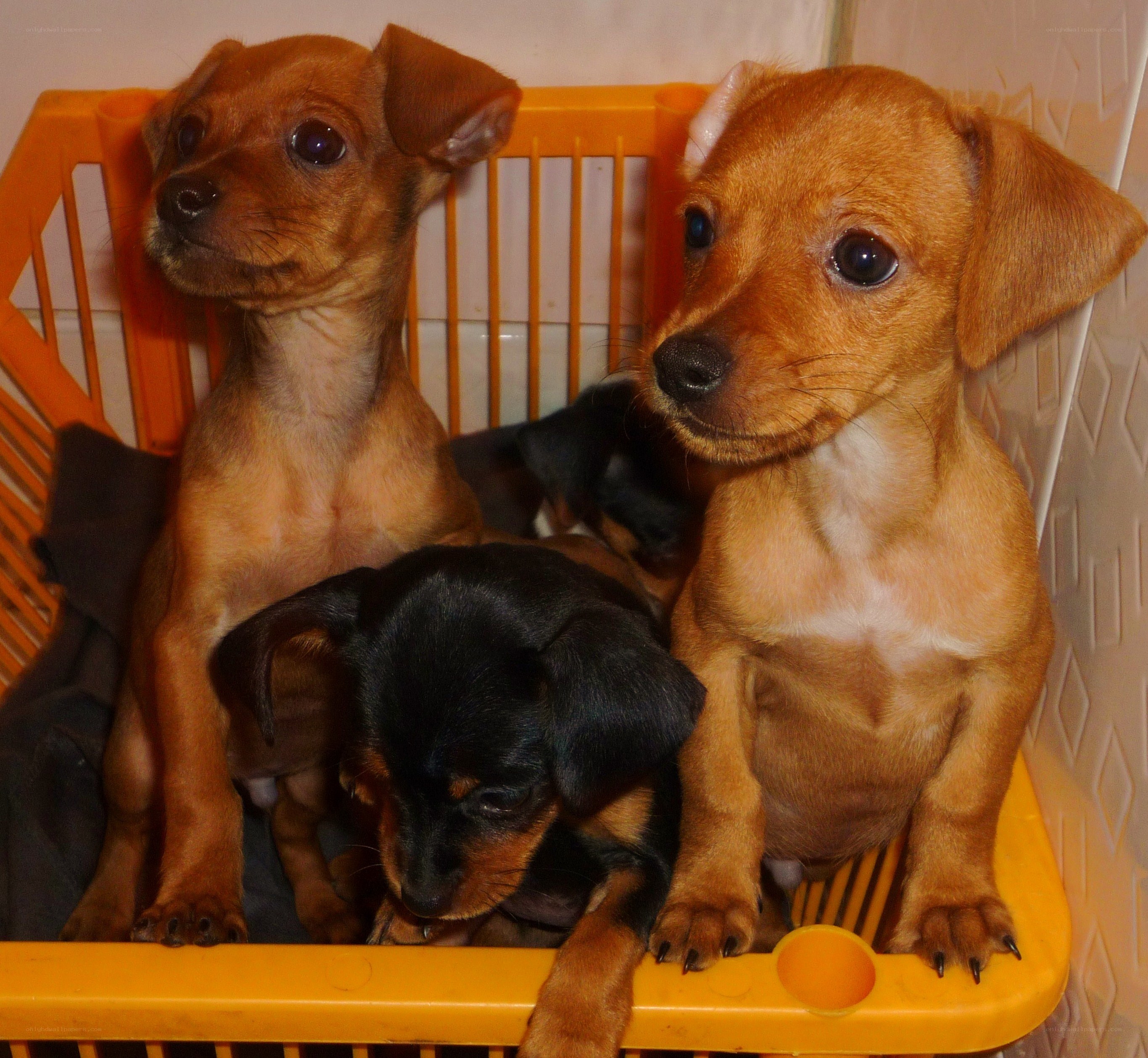 Puppies in a basket