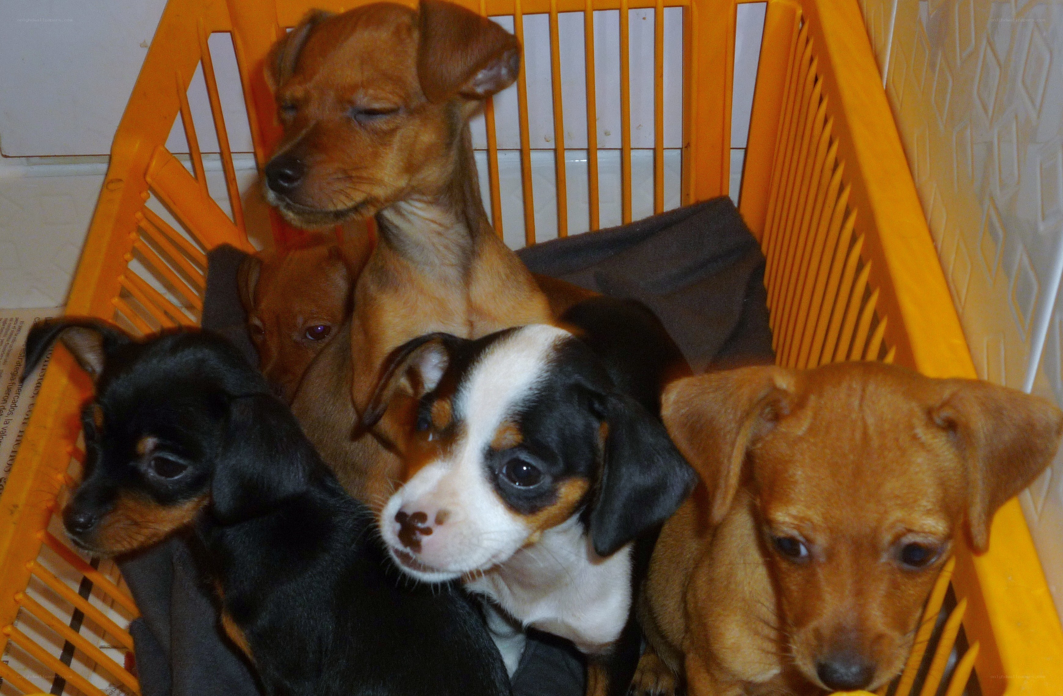 Puppies in a basket