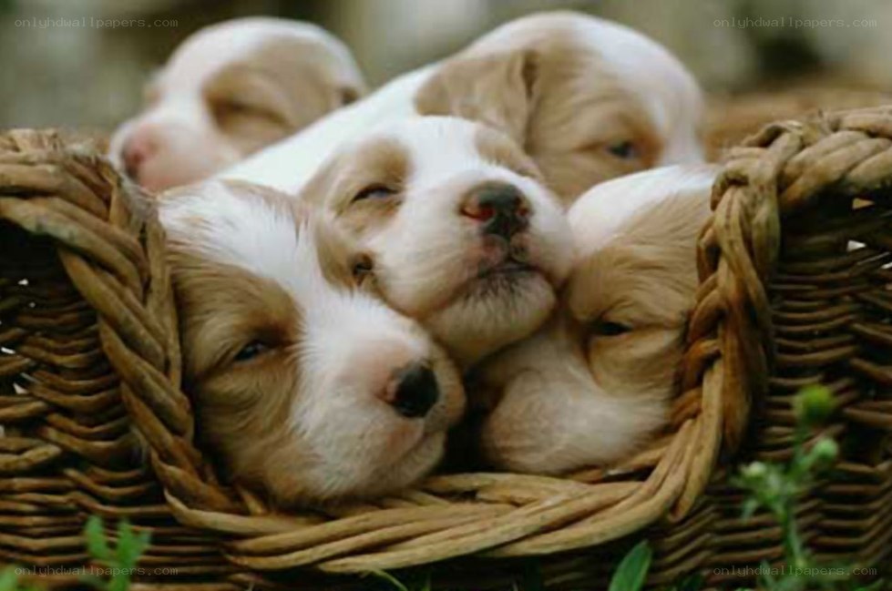 Puppies in a basket