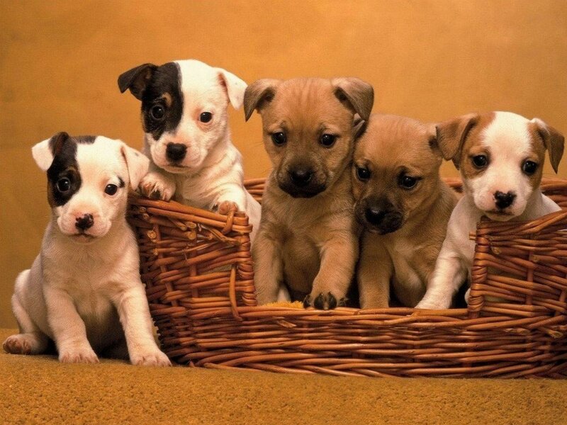 puppies in a basket