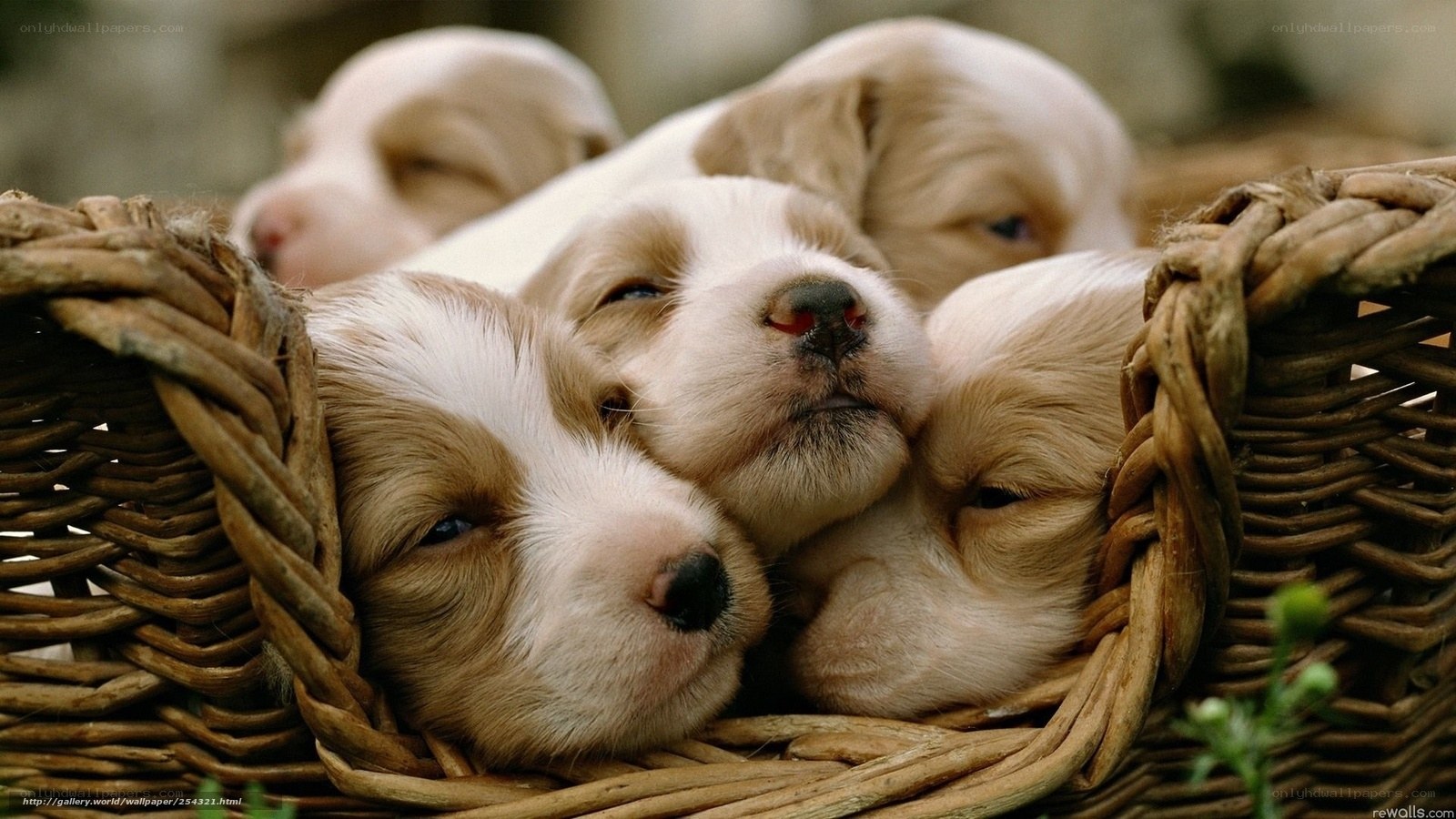 Puppies in a basket