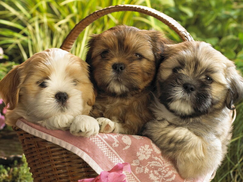 Puppies in a basket