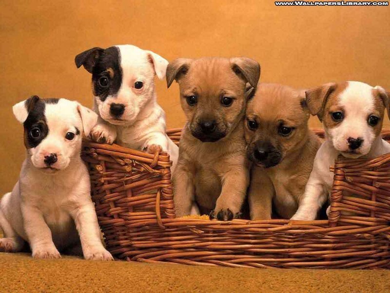 puppies in a basket
