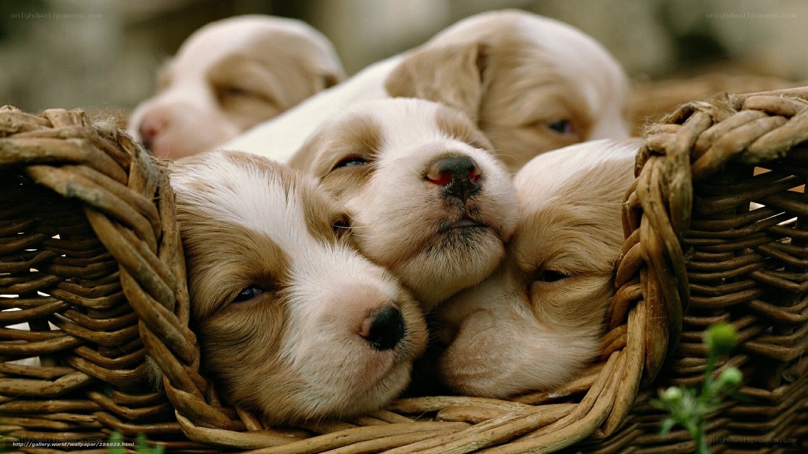 Puppies in a basket