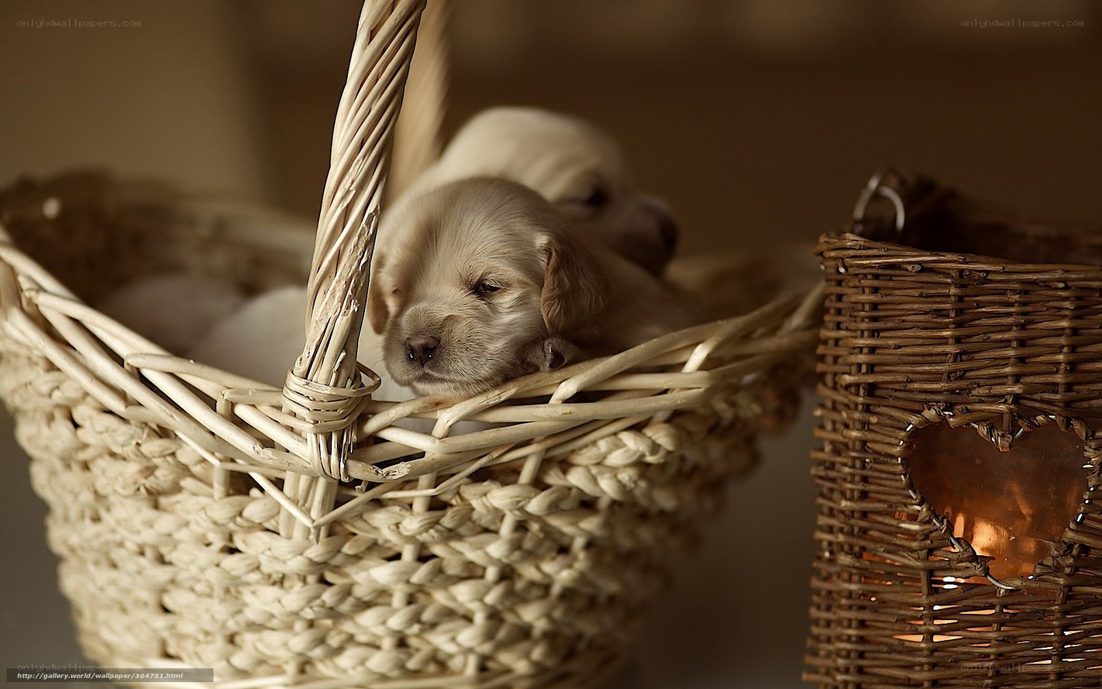 Puppies in a basket