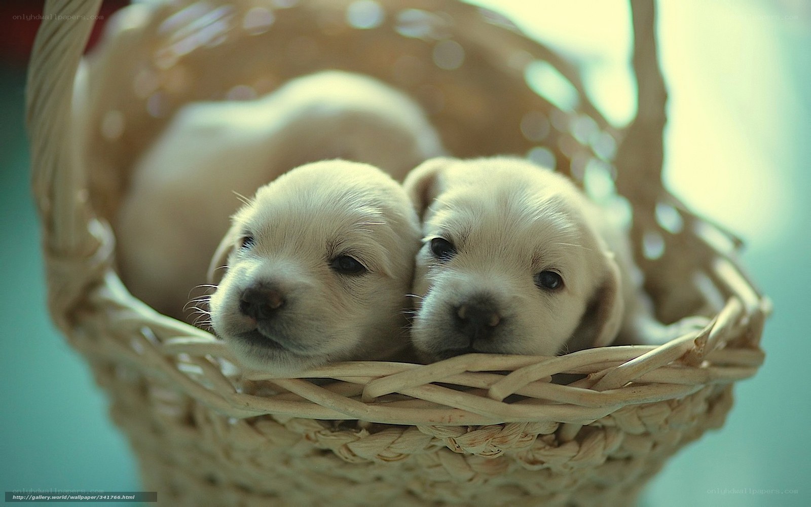 Puppies in a basket