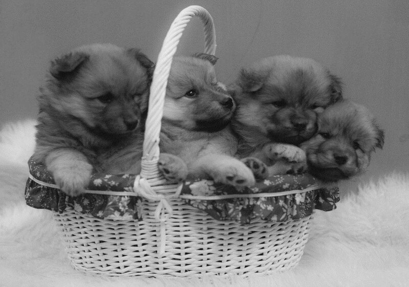 Puppies in a Basket — Black