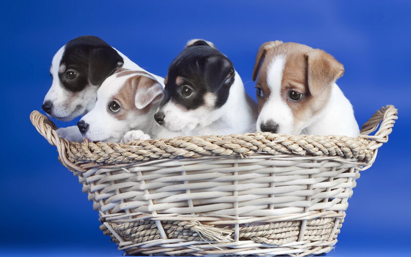 Puppies in a Basket — Blue