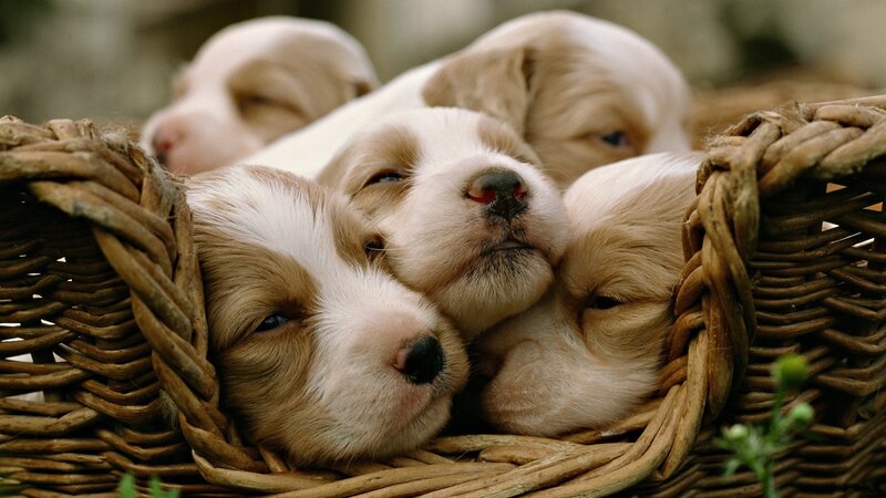 Puppies in a Basket — Brown, Calm, Photograph, Flowers